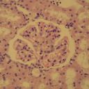 immune modulator effects