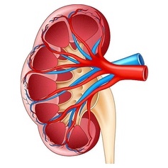 presentation of kidney failure
