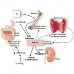 Bone and Mineral Metabolism